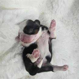 Shih Tzu Female - Beautiful Red and White with Champion Bloodlines in Redding, ca