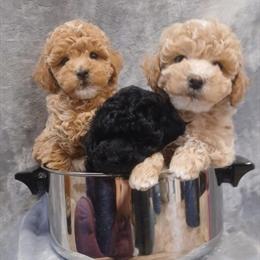 Toy Poodle Puppies Available in Brainerd, mn