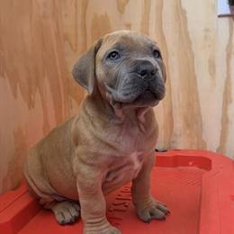 Boerboel Puppies Available in Greensboro, nc