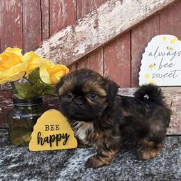 Shih Tzu Puppies for Sale - AKC Registered in Redding, ca