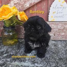 Shih Tzu Puppies for Adoption in Redding, ca