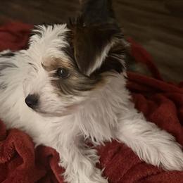 Yorkshire Terrier Puppies Ready for New Homes in Lapeer, mi