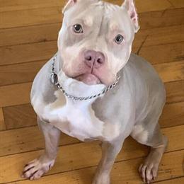 American Bully Adults for Sale - Male and Female in Dearborn, mi