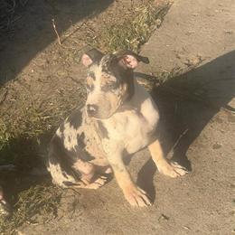 American Bully puppies available, 10 months old in Dearborn, mi
