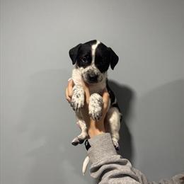 Pitbull Puppies Ready for Adoption in Minneapolis, mn