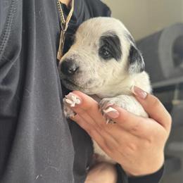 Pit Bull/Lab Puppies Available in Minneapolis, mn