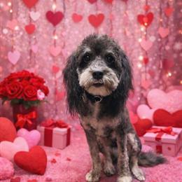 Cavapoo Fenty Looking for a Forever Home in Detroit, mi