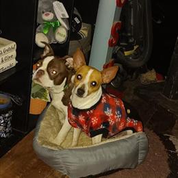 Toy Fox Terrier - Beautiful Brown and White Female in Athens, oh