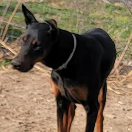 Stud Service for AKC Doberman Pinscher Male in Mount Pleasant, pa
