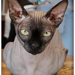 Sphynx Male Available for Stud Service in Warren, mi