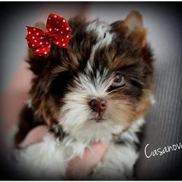 Yorkshire Terrier Male for Stud Service - Proven Stud in Warren, mi