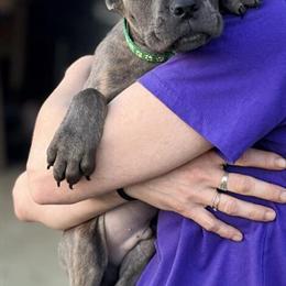 Cane Corso Puppy Rico - ICCF Registered Champion Bloodline in Anderson, in