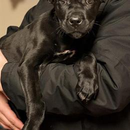 Stunning Female Cane Corso Puppy Available December 12, 2025 in Anderson, in