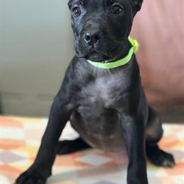 Cane Corso Puppy from Champion Bloodline, ICCF Registered in Anderson, in