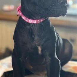 Cane Corso Puppy from Champion Bloodline Available for Adoption in Anderson, in