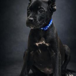 Cane Corso Puppy - ICCF Registered Champion Bloodline in Anderson, in