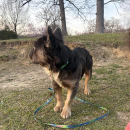 Stud Open: Blue Tri Fluffy American Bully in Paducah, ky