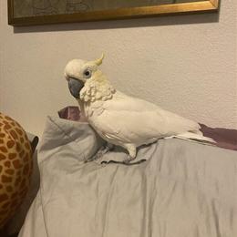 Friendly Male Cockatoo Looking for a New Home in Milwaukee, wi