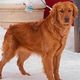 Golden Retriever Puppies - Dark Red AKC Registered in Batavia, oh