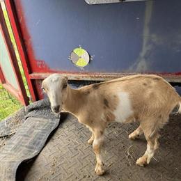 La Mancha Yearling Buckling for Sale in Cincinnati, oh