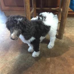 Standard Poodle Stud Services Available in Cincinnati, oh