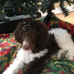 Standard Poodle Stud 'Booker' - Proven Calm Therapy Dog in Cincinnati, oh