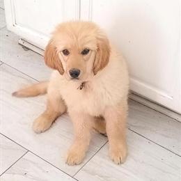 AKC Male Puppy Available in Cleveland, oh