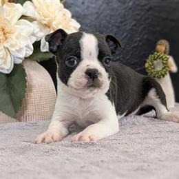 AKC Boston Terrier Puppies Available in Goshen, in