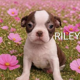 Gorgeous Female Boston Terriers Ready for Adoption in Indianapolis, in
