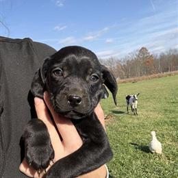 Coonhound Puppies Ready for New Homes in Zanesville, oh