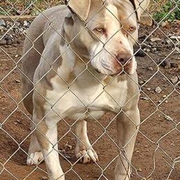 American Bully Female Looking for a New Home in Walnut Cove, nc
