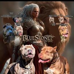 American Bully Puppies - ABKC Registered, 18 Weeks Old in Walnut Cove, nc