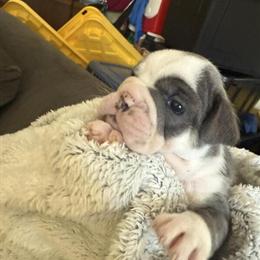 French and English Bulldogs Looking for Homes in Harrisburg, pa