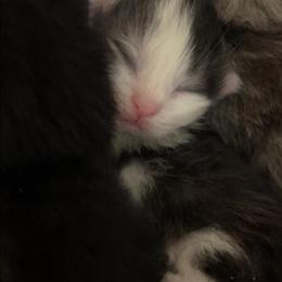 Persian Kittens Available in Independence, ky