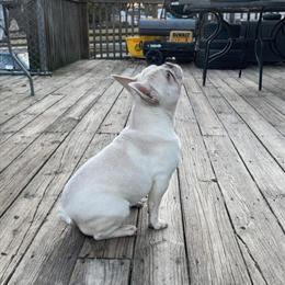 French Bulldogs - 4 Loving Female Puppies Ready for New Homes in Independence, ky
