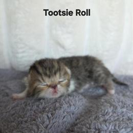 Exotic Shorthair Kittens Available from Champion Lines in Warminster, pa