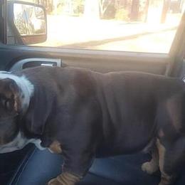 Micro American Bully Male for Stud - Heavy Devilspit in Hamlet, nc