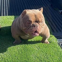 Tbc Future Stud Available for Breeding in Hamlet, nc