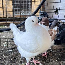 Showking Pigeons Available for New Homes in Allen, tx