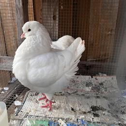 Modena Pigeon for Sale in Allen, tx