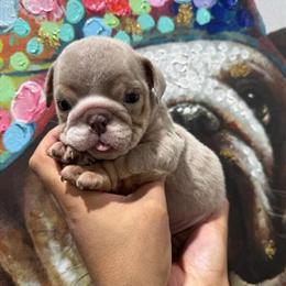 English Bulldog Females Ready for New Homes in Las Vegas, nv