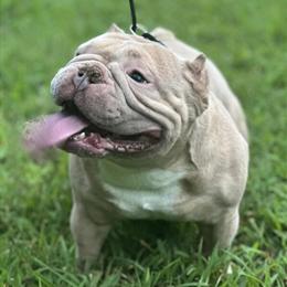Micro American Bully Available for Stud in Burlington, nc