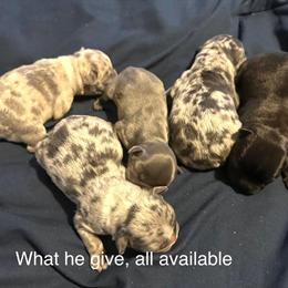 Stud French Bulldog Available in Burlington, nc