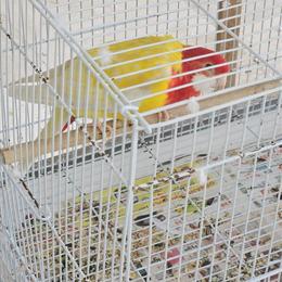 Lutino Male Rosella for Sale in Homestead, fl