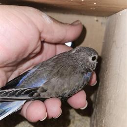 Bourke Birds for Sale in Homestead, fl