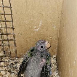 Rosella Babies for Adoption in Homestead, fl