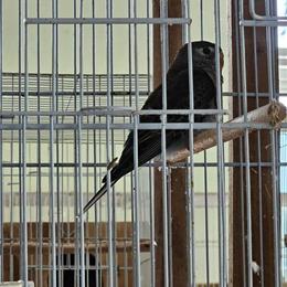 Young Bourke Parakeets for Sale in Homestead, fl