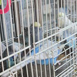 English Parakeets - Babies and Young Available in Homestead, fl