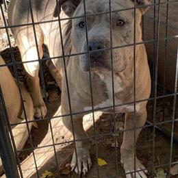 American Bully Merle for Adoption in Atlanta, ga