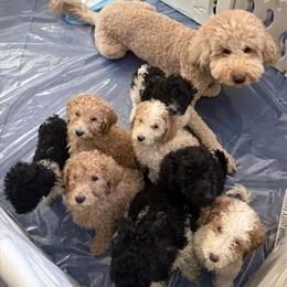 Standard Multi-Color Doodles Ready for New Homes in Detroit, mi